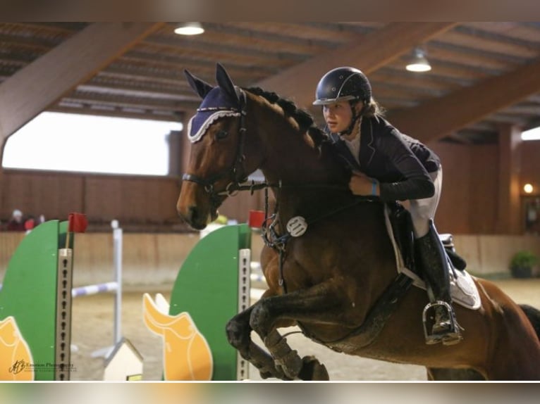 Deutsches Sportpferd Stute 10 Jahre 160 cm Brauner in Glaubitz