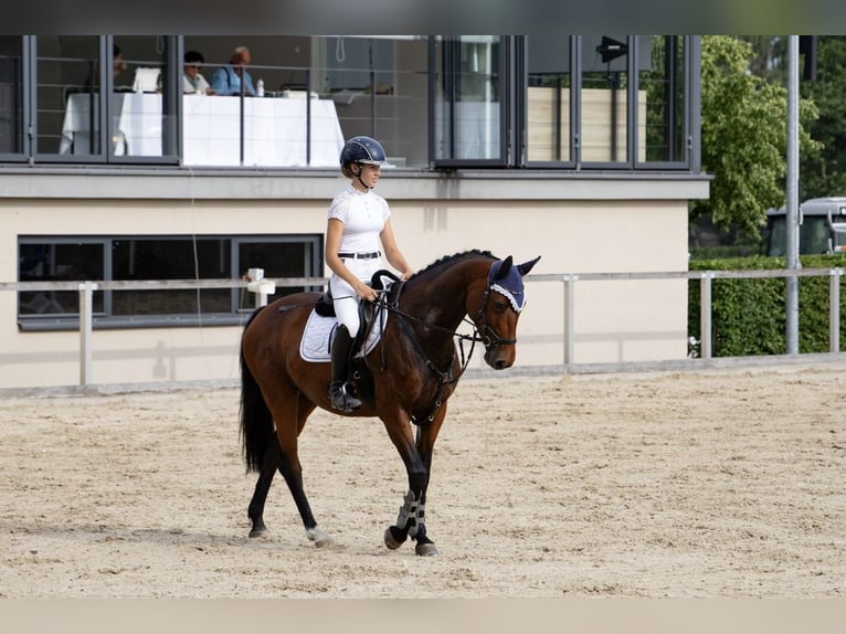 Deutsches Sportpferd Stute 10 Jahre 160 cm Brauner in Glaubitz
