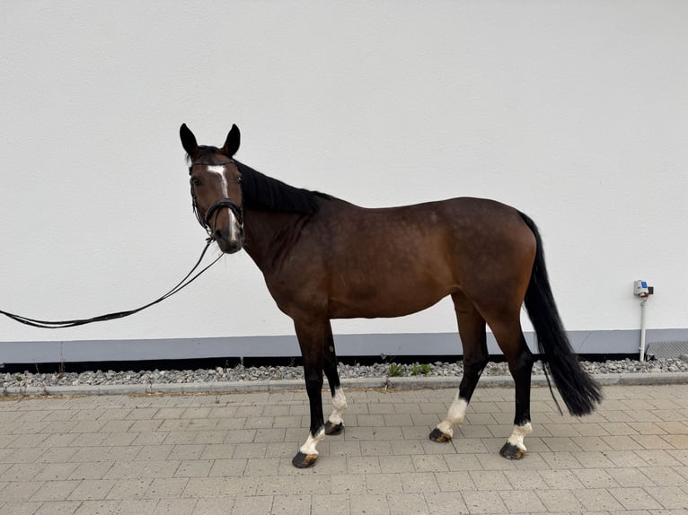 Deutsches Sportpferd Stute 10 Jahre 160 cm Dunkelbrauner in Winnenden