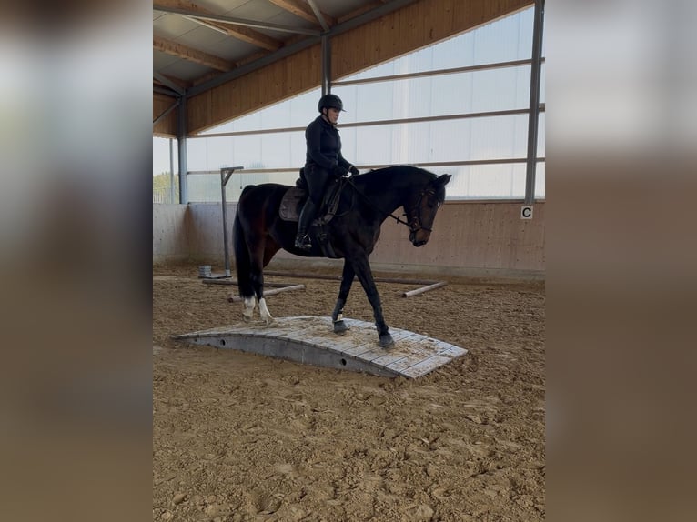 Deutsches Sportpferd Stute 10 Jahre 160 cm Dunkelbrauner in Westerheim