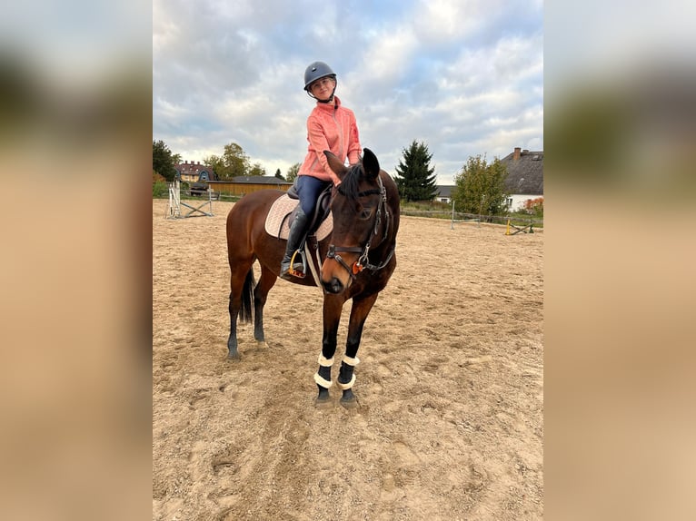 Deutsches Sportpferd Stute 10 Jahre 160 cm Dunkelbrauner in Neustadt Dosse