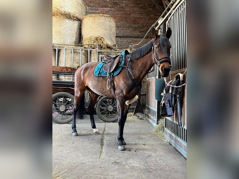 Deutsches Sportpferd Stute 10 Jahre 160 cm Dunkelbrauner in Neustadt Dosse