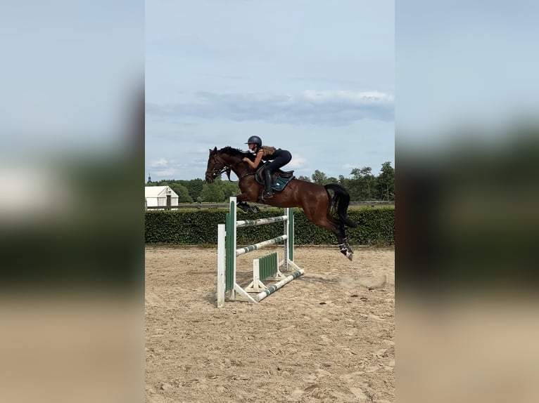 Deutsches Sportpferd Stute 10 Jahre 160 cm Dunkelbrauner in Neustadt Dosse