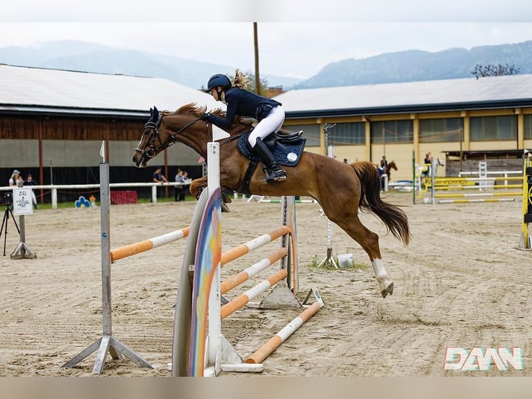 Deutsches Sportpferd Stute 10 Jahre 160 cm Dunkelfuchs in Köstenberg