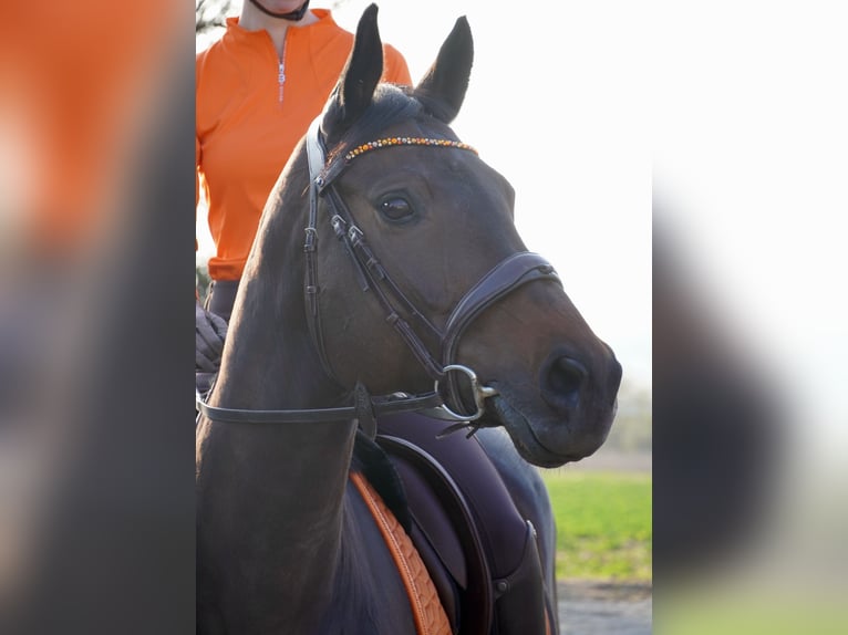 Deutsches Sportpferd Stute 10 Jahre 162 cm Dunkelbrauner in Karben