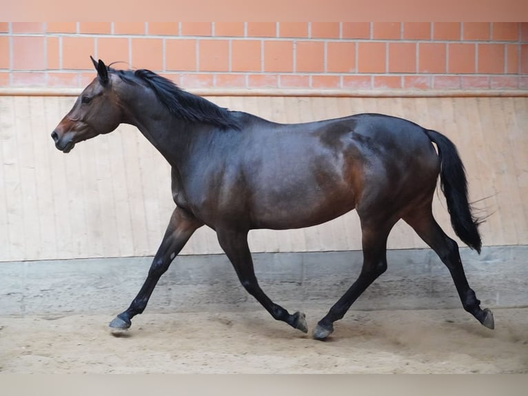 Deutsches Sportpferd Stute 10 Jahre 162 cm Dunkelbrauner in Karben