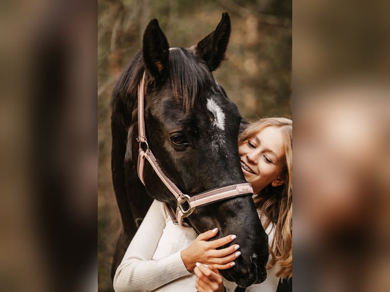 Deutsches Sportpferd Stute 10 Jahre 162 cm Rappe in Vandans Deutsches Sportpferd Stute 10 Jahre 162 cm Rappe in Vandans