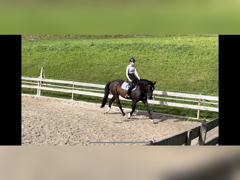 Deutsches Sportpferd Stute 10 Jahre 162 cm Rappe in Vandans Deutsches Sportpferd Stute 10 Jahre 162 cm Rappe in Vandans