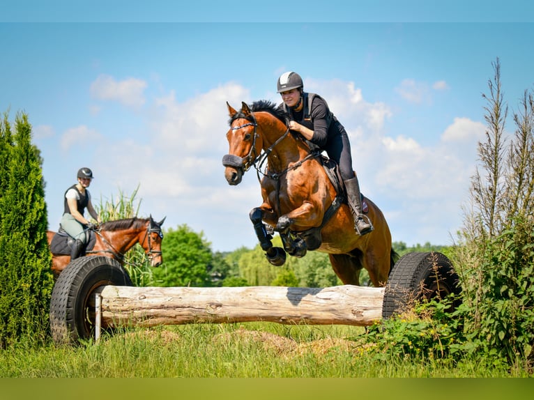 Deutsches Sportpferd Stute 10 Jahre 163 cm Brauner in Fulda Deutsches Sportpferd Stute 10 Jahre 163 cm Brauner in Fulda