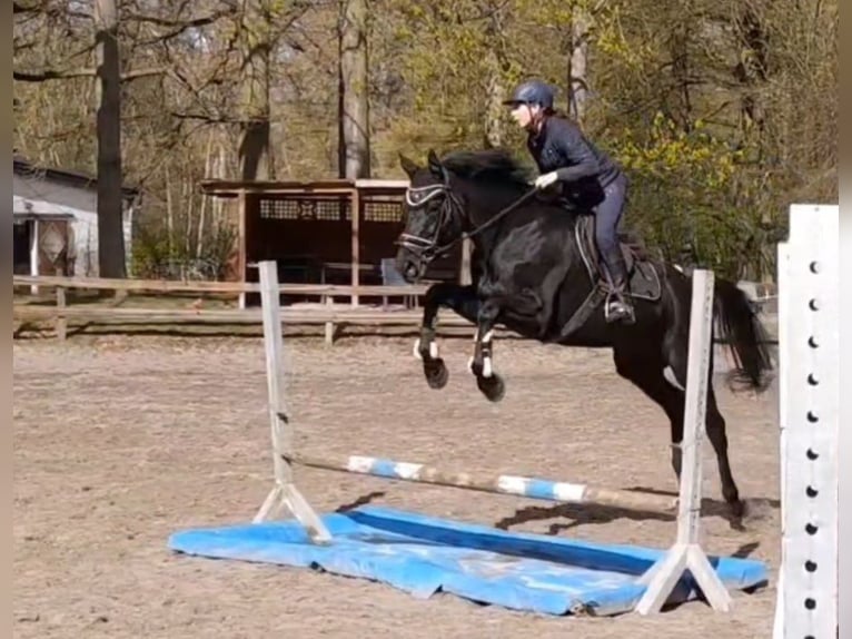 Deutsches Sportpferd Stute 10 Jahre 164 cm Rappe in Braunschweig