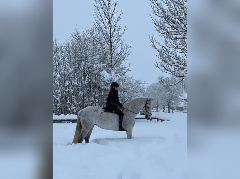 Deutsches Sportpferd Stute 10 Jahre 164 cm Schimmel in Holzkirchen