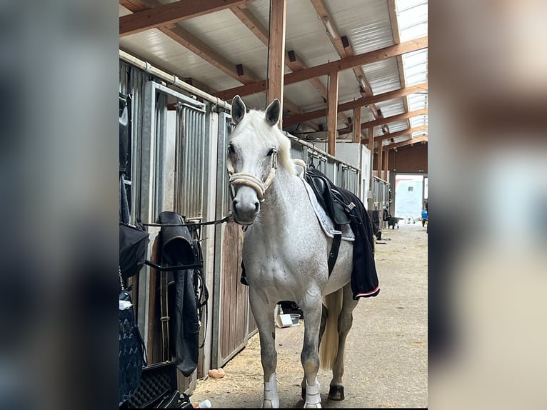Deutsches Sportpferd Stute 10 Jahre 164 cm Schimmel in Holzkirchen