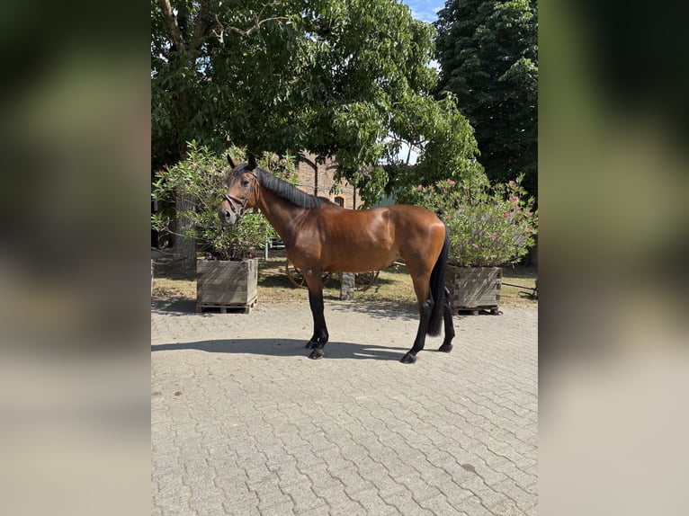 Deutsches Sportpferd Stute 10 Jahre 165 cm Brauner in Bruchk&#xF6;bel