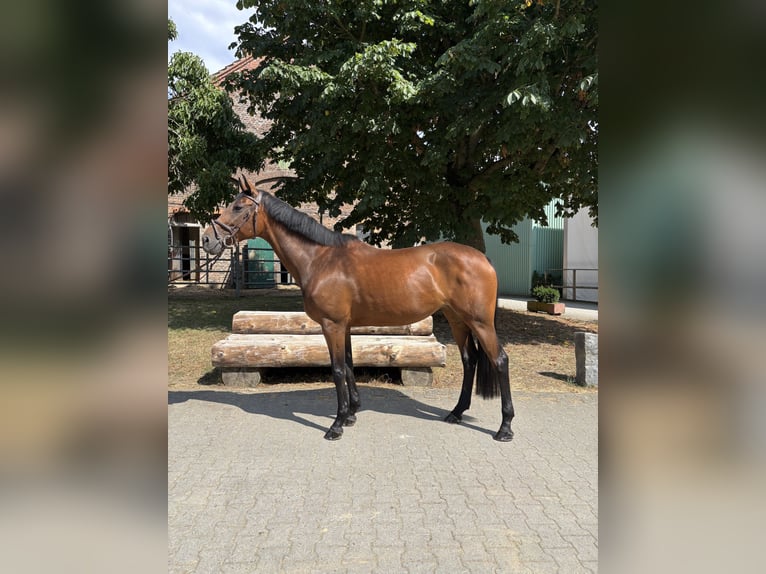 Deutsches Sportpferd Stute 10 Jahre 165 cm Brauner in Bruchk&#xF6;bel