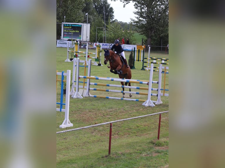 Deutsches Sportpferd Stute 10 Jahre 165 cm Brauner in Gohrau