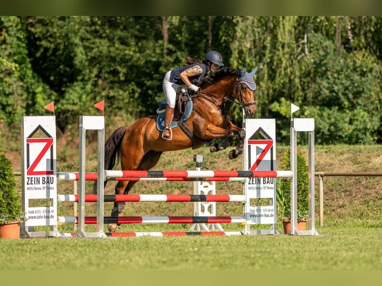 Deutsches Sportpferd Stute 10 Jahre 165 cm Brauner in Gohrau