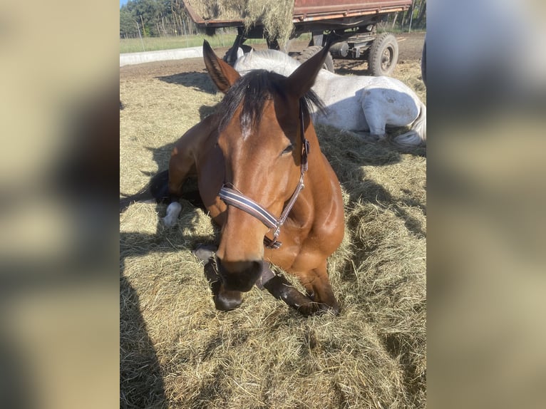 Deutsches Sportpferd Stute 10 Jahre 165 cm Brauner in Gohrau