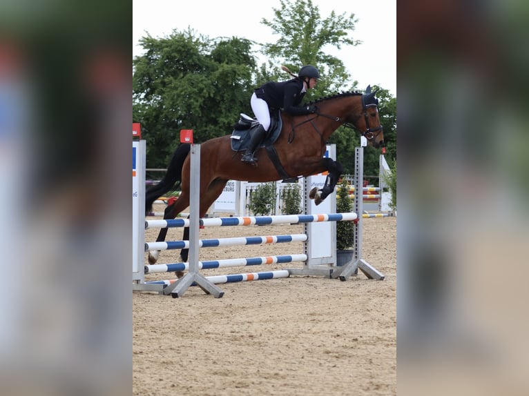 Deutsches Sportpferd Stute 10 Jahre 165 cm Brauner in Horgau