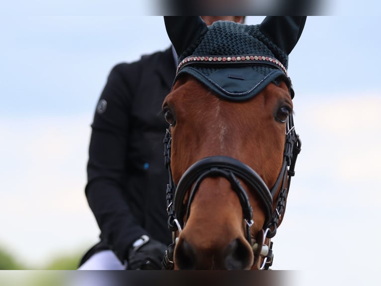 Deutsches Sportpferd Stute 10 Jahre 165 cm Brauner in Horgau