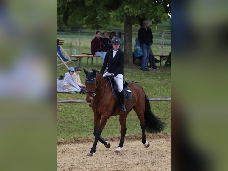 Deutsches Sportpferd Stute 10 Jahre 165 cm Brauner in Horgau