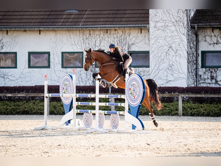 Deutsches Sportpferd Stute 10 Jahre 165 cm Brauner in Wrocław