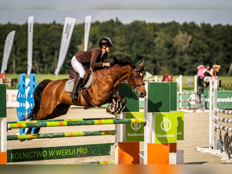 Deutsches Sportpferd Stute 10 Jahre 165 cm Brauner in Wrocław
