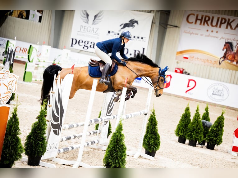 Deutsches Sportpferd Stute 10 Jahre 165 cm Brauner in Wrocław