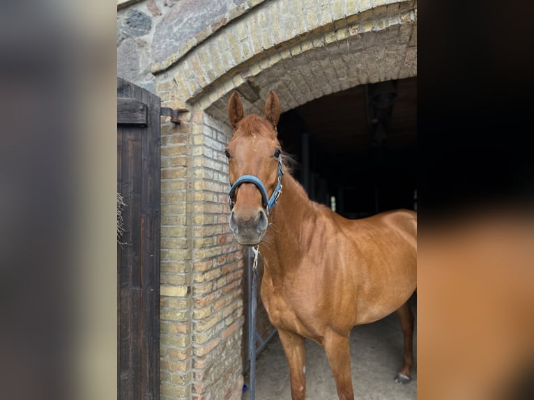 Deutsches Sportpferd Stute 10 Jahre 165 cm Fuchs in G&#xFC;tzkow