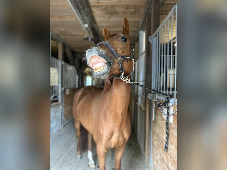 Deutsches Sportpferd Stute 10 Jahre 165 cm Fuchs in G&#xFC;tzkow