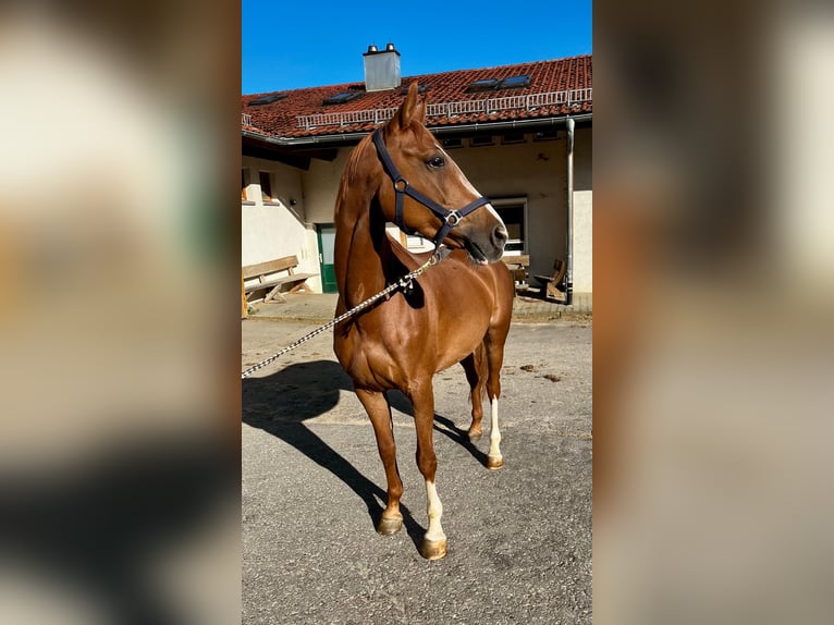 Deutsches Sportpferd Stute 10 Jahre 165 cm Fuchs in Gomadingen