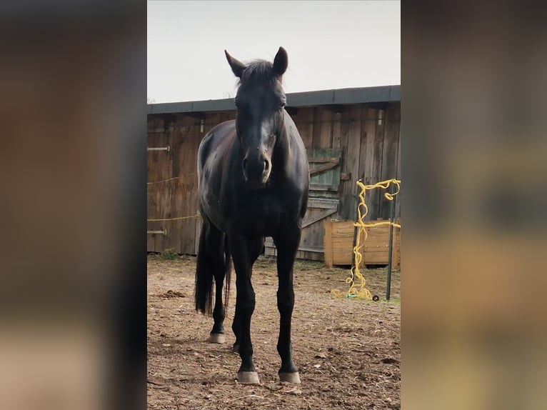 Deutsches Sportpferd Stute 10 Jahre 165 cm Rappe in Feucht
