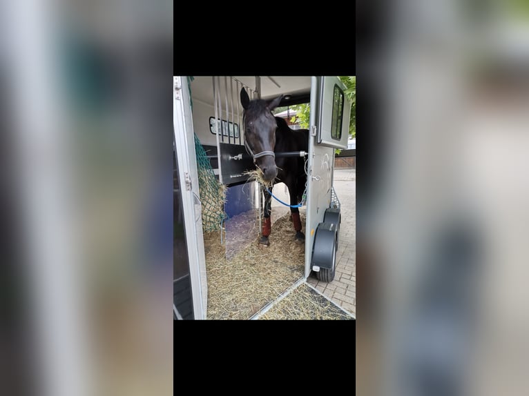 Deutsches Sportpferd Stute 10 Jahre 165 cm Rappe in Feucht