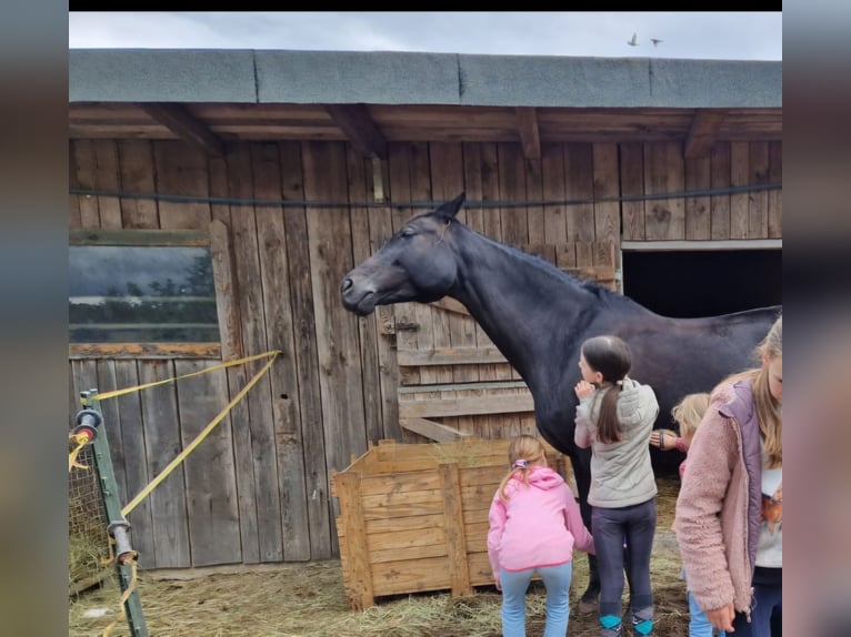 Deutsches Sportpferd Stute 10 Jahre 165 cm Rappe in Feucht