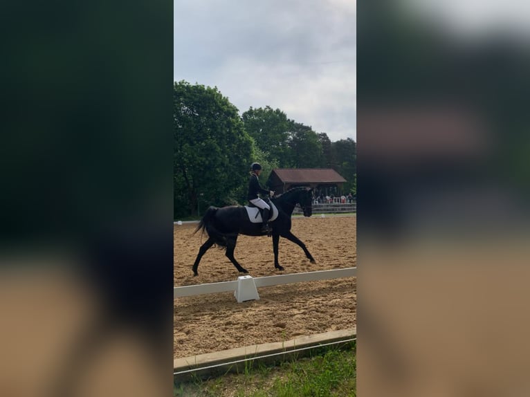 Deutsches Sportpferd Stute 10 Jahre 165 cm Rappe in Feucht