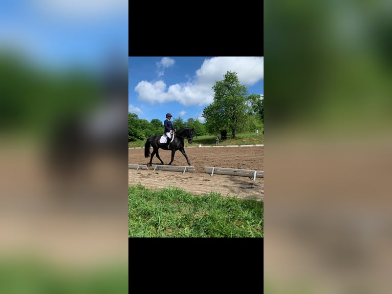 Deutsches Sportpferd Stute 10 Jahre 165 cm Rappe in Feucht