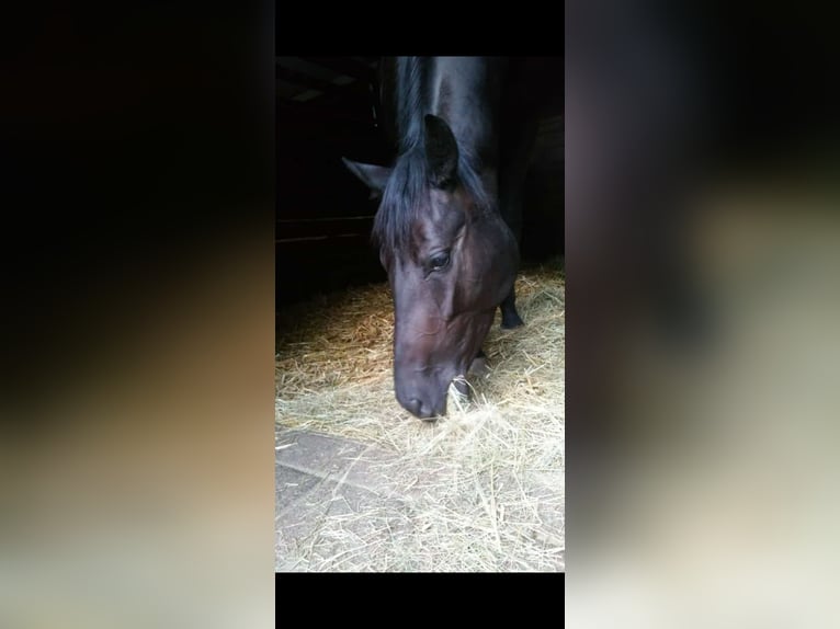 Deutsches Sportpferd Stute 10 Jahre 165 cm Rappe in Feucht