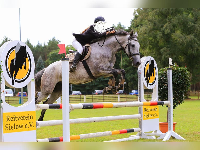 Deutsches Sportpferd Stute 10 Jahre 165 cm Schimmel in Schwarzbach