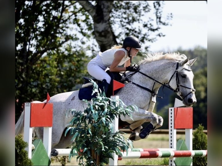 Deutsches Sportpferd Stute 10 Jahre 165 cm Schimmel in Holzkirchen