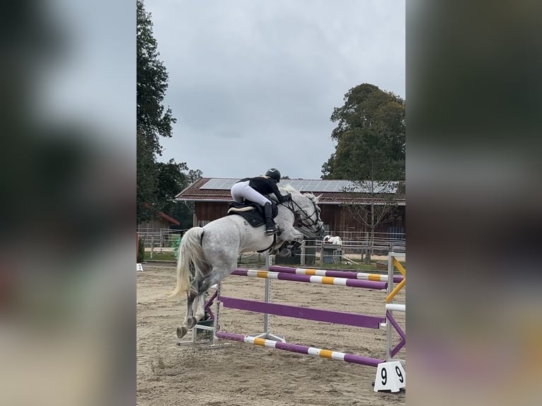 Deutsches Sportpferd Stute 10 Jahre 165 cm Schimmel in Holzkirchen
