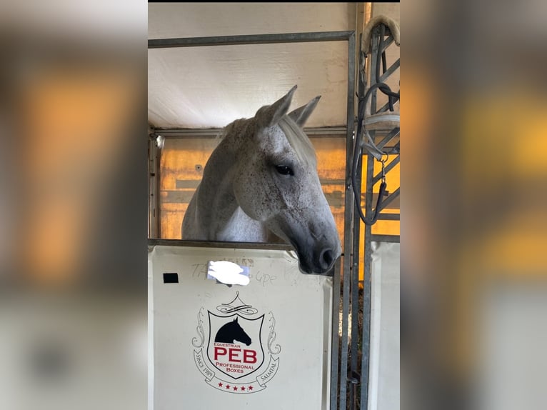 Deutsches Sportpferd Stute 10 Jahre 165 cm Schimmel in Holzkirchen