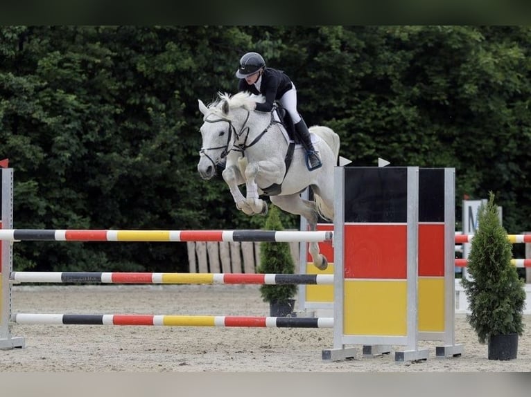 Deutsches Sportpferd Stute 10 Jahre 165 cm Schimmel in Holzkirchen