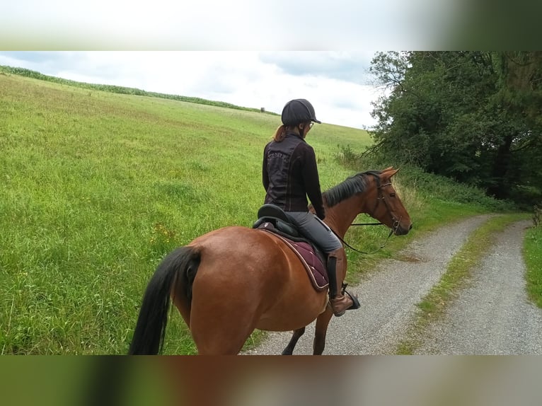 Deutsches Sportpferd Stute 10 Jahre 166 cm Brauner in Anhausen