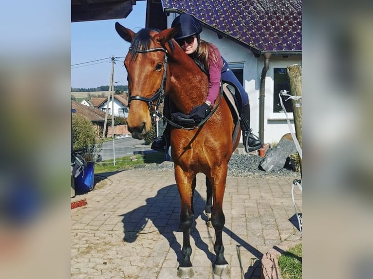 Deutsches Sportpferd Stute 10 Jahre 166 cm Brauner in Anhausen
