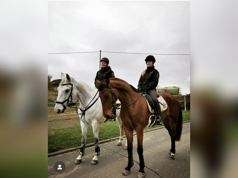 Deutsches Sportpferd Stute 10 Jahre 166 cm Brauner in Anhausen