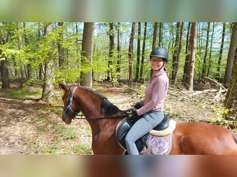 Deutsches Sportpferd Stute 10 Jahre 166 cm Brauner in Anhausen