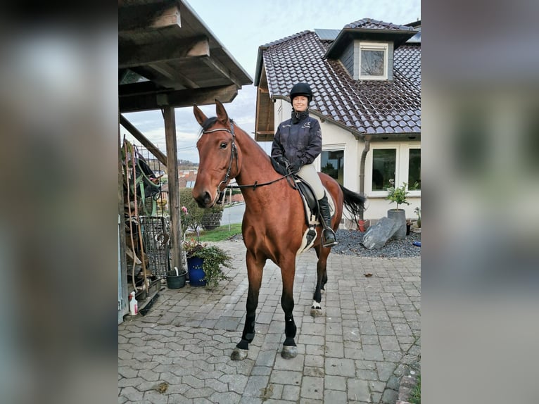 Deutsches Sportpferd Stute 10 Jahre 166 cm Brauner in Anhausen
