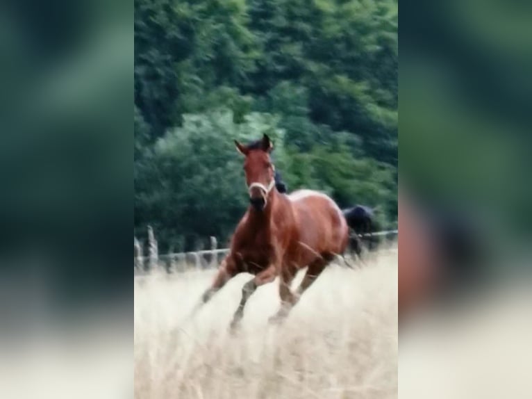 Deutsches Sportpferd Stute 10 Jahre 166 cm Brauner in Anhausen