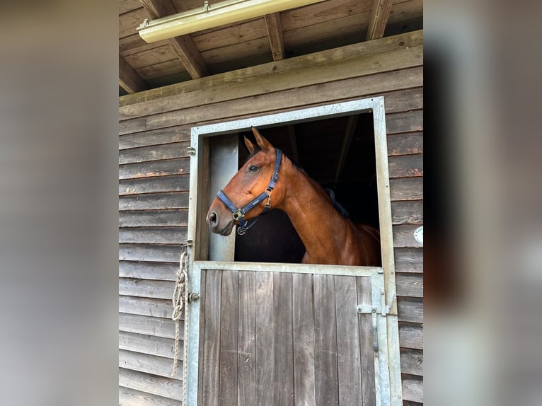 Deutsches Sportpferd Stute 10 Jahre 166 cm Brauner in Anhausen