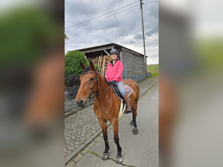 Deutsches Sportpferd Stute 10 Jahre 166 cm Brauner in Anhausen