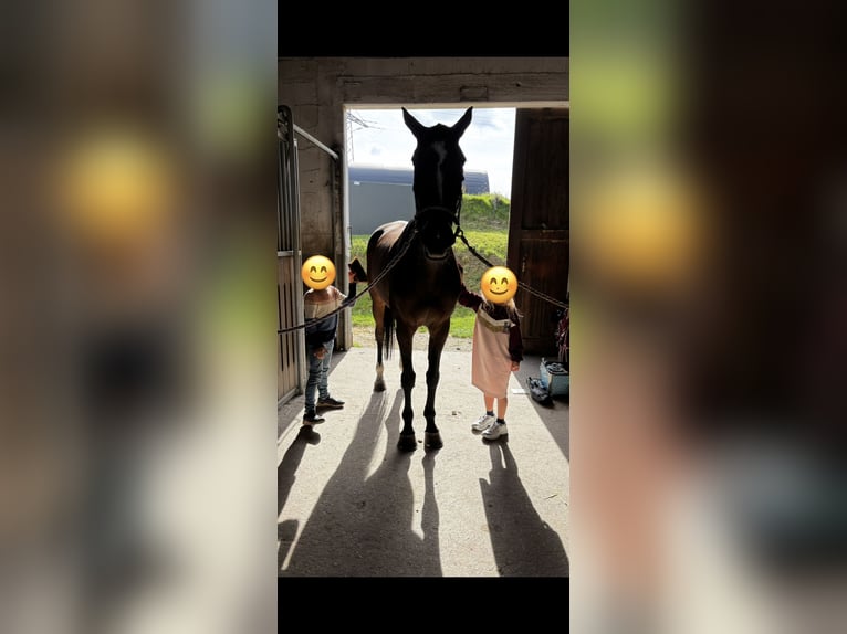 Deutsches Sportpferd Stute 10 Jahre 166 cm Dunkelbrauner in Essen